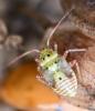 Lygus pratensis